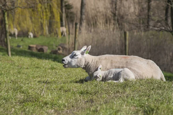 Agnello Neonato Pecora Madre Godendo Sole — Foto Stock