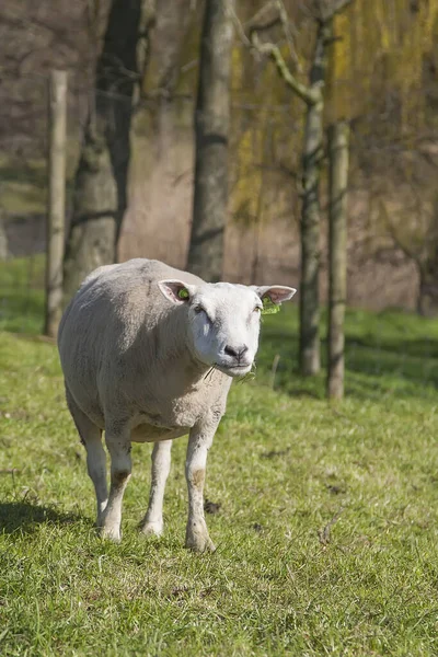 Moutons Profitant Soleil — Photo