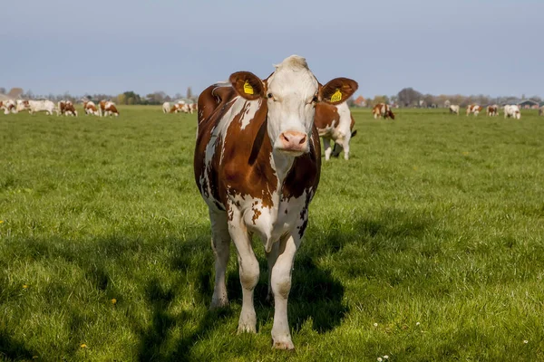 Vacas Holandesas Campo — Foto de Stock