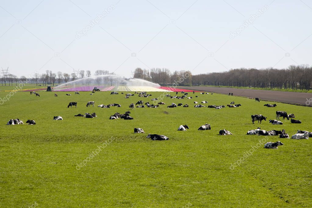 Dutch cows outside in countryside