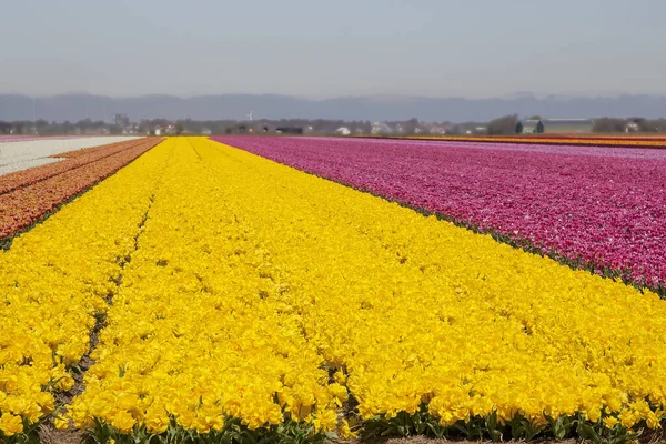 Dutch Yellow Purple Tulip Bulb Flowerfield Jasné Tulipány Modrá Obloha — Stock fotografie