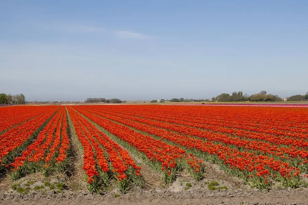 オランダのオレンジ色のチューリップ球根の花畑 明るいチューリップ 青い空の背景 — ストック写真