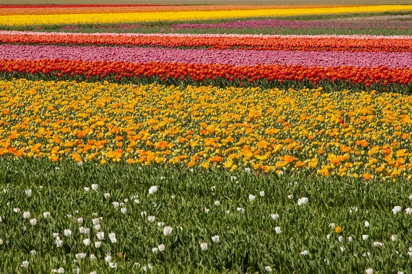 荷兰多色郁金香球茎花田 明亮的郁金香蓝天背景 — 图库照片