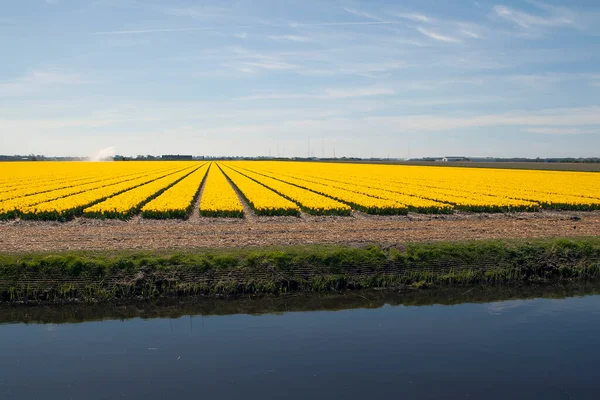 Dutch Yellow Tulip Bulb Flowerfield Jasné Tulipány Modrá Obloha Pozadí — Stock fotografie