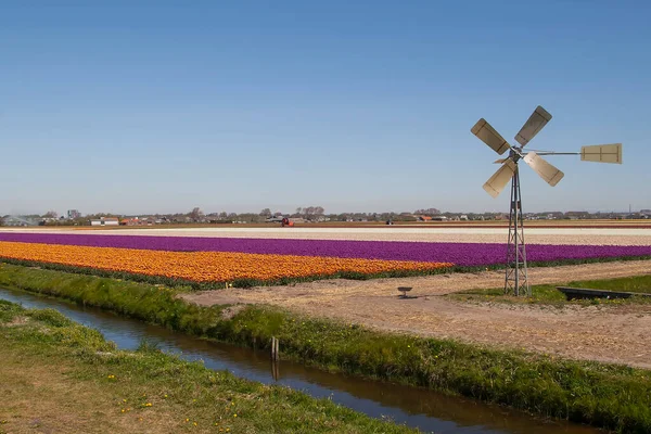 Tulipani Olandesi Più Colori Campo Cielo Colorato Blu — Foto Stock