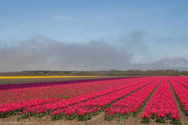 Holandské Červené Tulipány Poli Barevné Modré Nebe — Stock fotografie