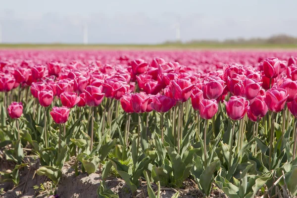 Tulipani Rosa Olandesi Nel Campo Dei Tulipani Vicino — Foto Stock