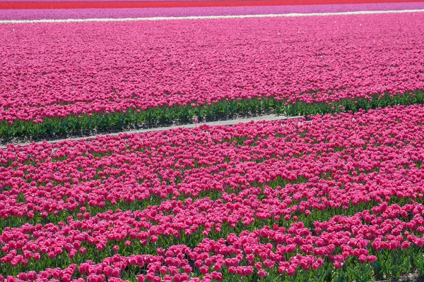 Holandské Růžové Tulipány Tulipánovém Poli Zavřít — Stock fotografie