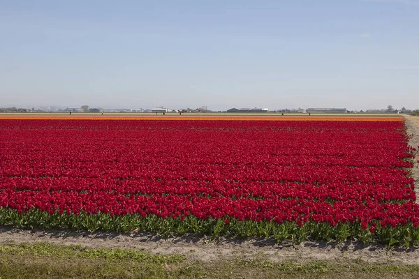 Tulipas Vermelhas Holandesas Campo Tulipas — Fotografia de Stock