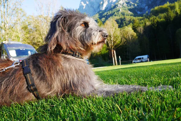 Camping semester med hund — Stockfoto