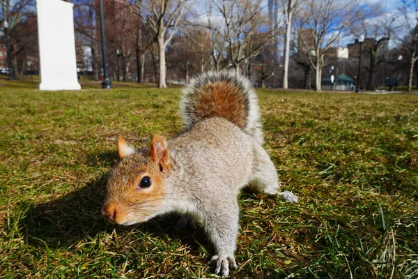 Curious squirrel in front of camera — Stock Photo, Image