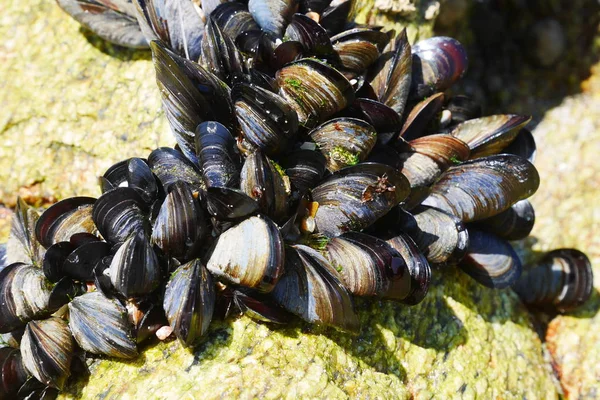 Mussels on a rock — Stock Photo, Image