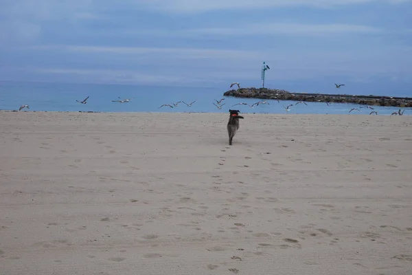 Hund jakt fiskmåsar på stranden Stockbild