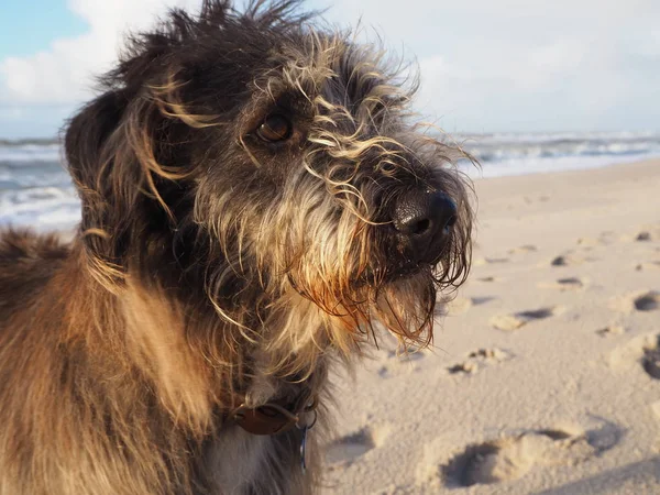 Karışık Doğurmak Köpek Sahilde Portresi — Stok fotoğraf