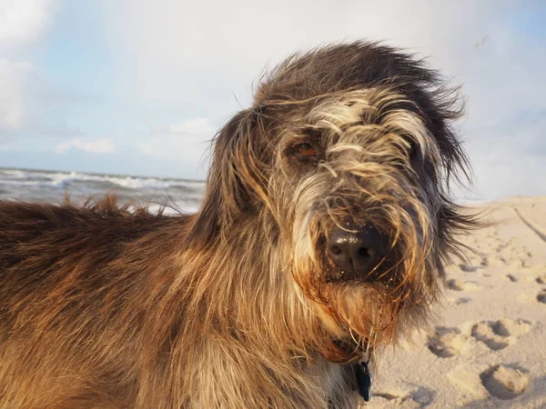 Karışık Doğurmak Köpek Sahilde Portresi — Stok fotoğraf