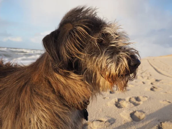 Karışık Doğurmak Köpek Sahilde Portresi — Stok fotoğraf