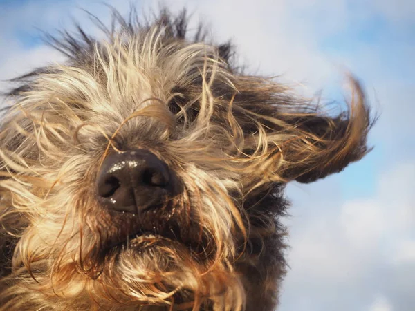 Porträt Eines Mischlingshundes Mit Langen Haaren Und Vom Wind Geblasenen — Stockfoto