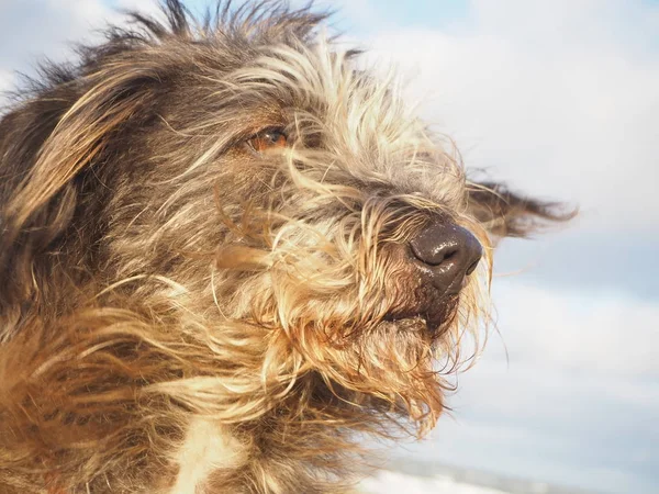 Porträt Eines Mischlingshundes Mit Langen Haaren Und Vom Wind Geblasenen — Stockfoto
