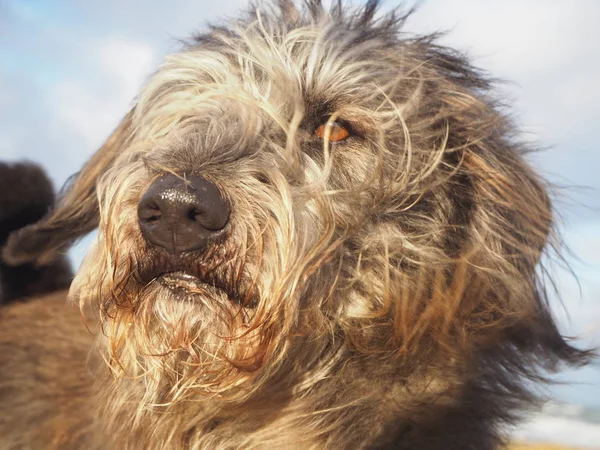 Porträt Eines Mischlingshundes Mit Langen Haaren Und Vom Wind Geblasenen — Stockfoto