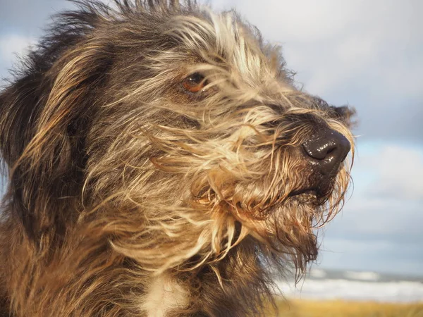 Karışık Doğurmak Uzun Kıl Köpek Tüyleri Bir Rüzgar Esiyor Kulakları — Stok fotoğraf