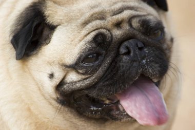 Şirin bir Pug köpeği suratı.