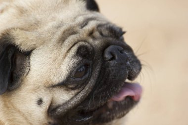 Şirin bir Pug köpeği suratı.