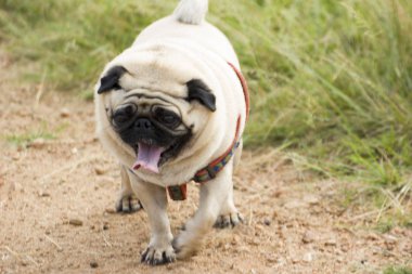 Tatlı Pug köpeği dışarıda dinleniyor.