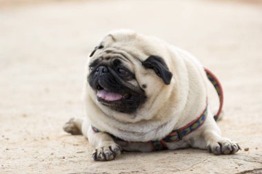 Tatlı Pug köpeği dışarıda dinleniyor.
