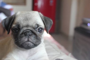 Evde küçük şirin bir bulldog var.