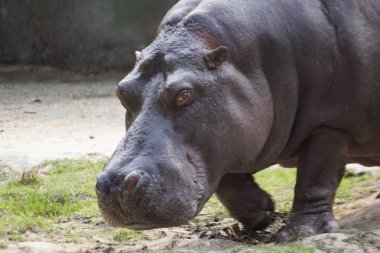 Hayvanat bahçesindeki Büyük Afrika Hippopotamusu