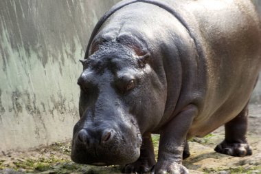 Hayvanat bahçesindeki Büyük Afrika Hippopotamusu