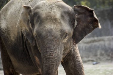 Hayvanat bahçesindeki büyük fil.