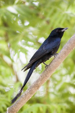 Ağaç dalında oturan kara kuş