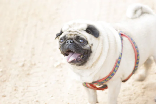 Niedlichen Mops Hund Auf Sand Freien — Stockfoto