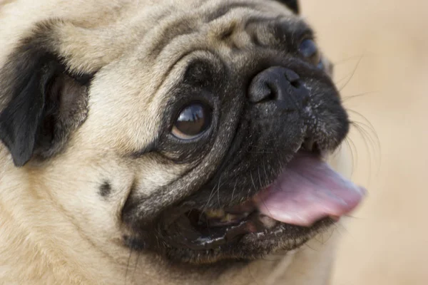 Portrait Cute Pug Dog Face — Stock Photo, Image