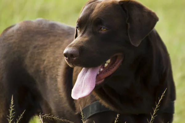 Lindo Perro Césped Verde Aire Libre —  Fotos de Stock