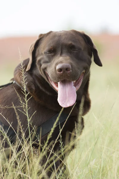 Cão Bonito Gramado Verde Livre — Fotografia de Stock