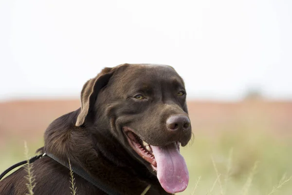 Cane Carino Sul Prato Verde All Aperto — Foto Stock