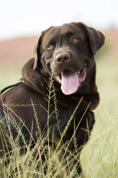 Cute Pies Zielonym Trawniku Zewnątrz — Zdjęcie stockowe