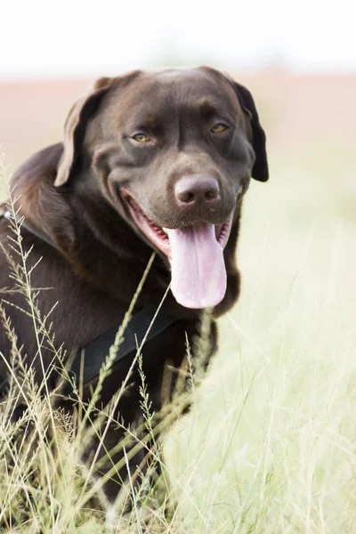 Netter Hund Auf Dem Grünen Rasen Freien — Stockfoto