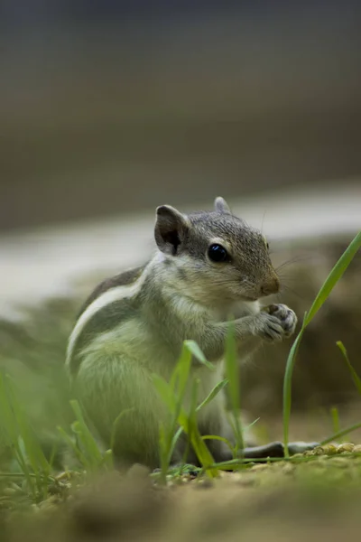 Niedliche Eichhörnchen Fressen Gras — Stockfoto