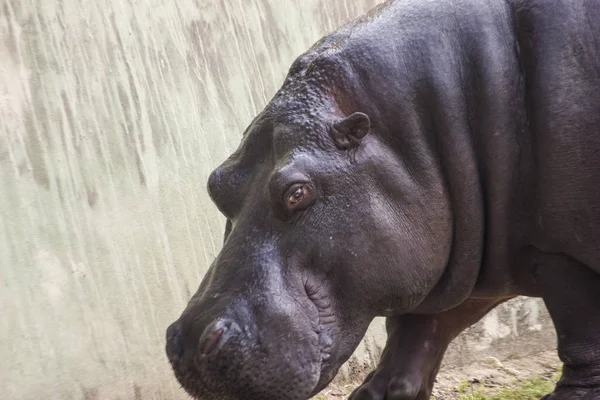 Großes Afrikanisches Flusspferd Zoo — Stockfoto