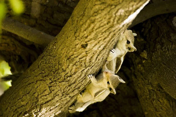 Zwei Eichhörnchen Auf Baum Der Natur — Stockfoto