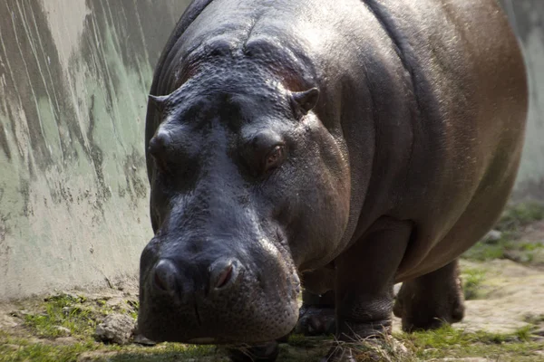 Big African Hippopotamus Zoo — Stock Photo, Image