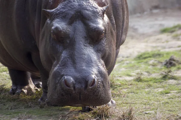 Hippopótamo Africano Grande Zoológico — Fotografia de Stock