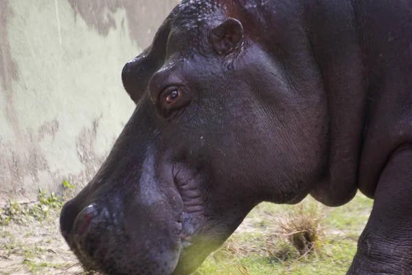 Großes Afrikanisches Flusspferd Zoo — Stockfoto