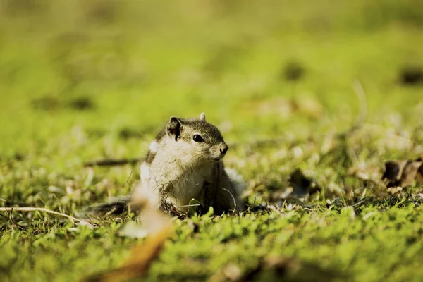 Eichhörnchen Auf Grünem Rasen Der Natur — Stockfoto