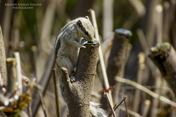 Eichhörnchen Auf Baumstamm Der Natur — Stockfoto