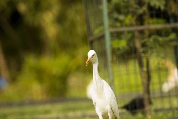 Indický Prostřední Egret Zlatohnědým Krkem — Stock fotografie
