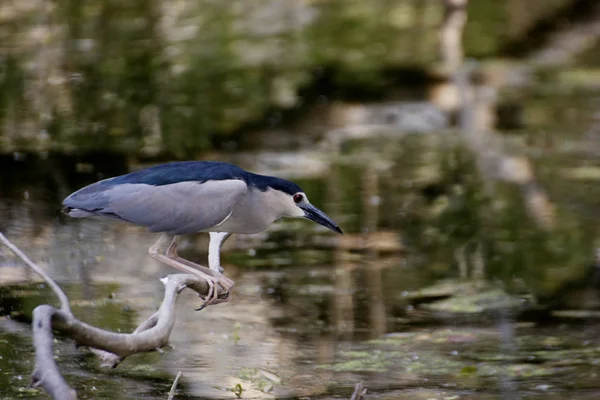 Indian Heron Bird Tree River — Stock Photo, Image